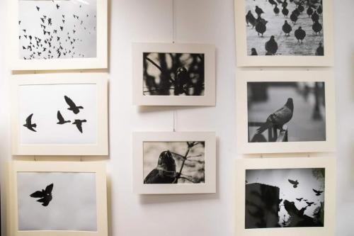 10 Ptaki wystawa fotografii